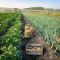 Ingrese al enlace Agrario